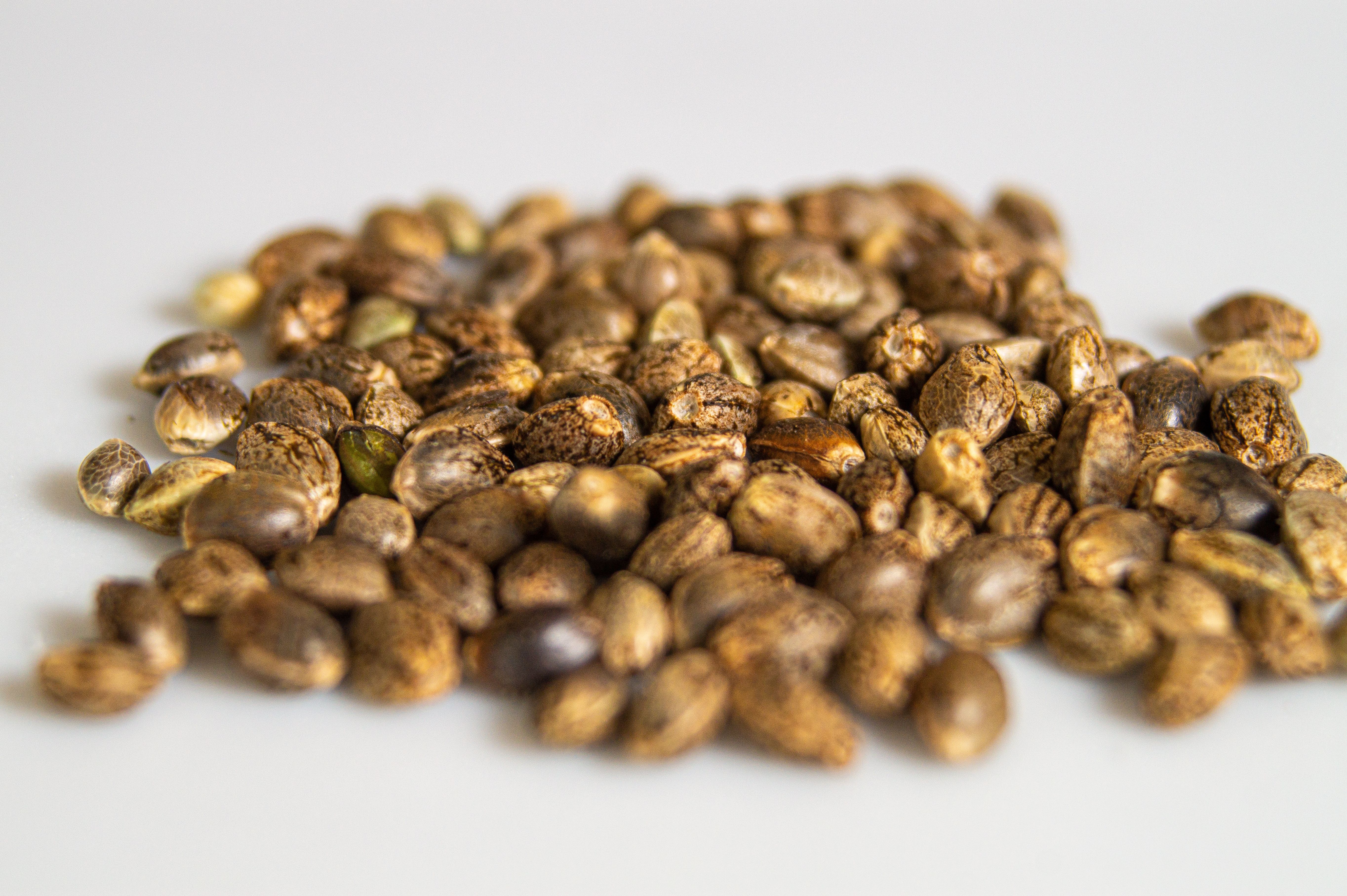 How to Store Cannabis Seeds Long Term
