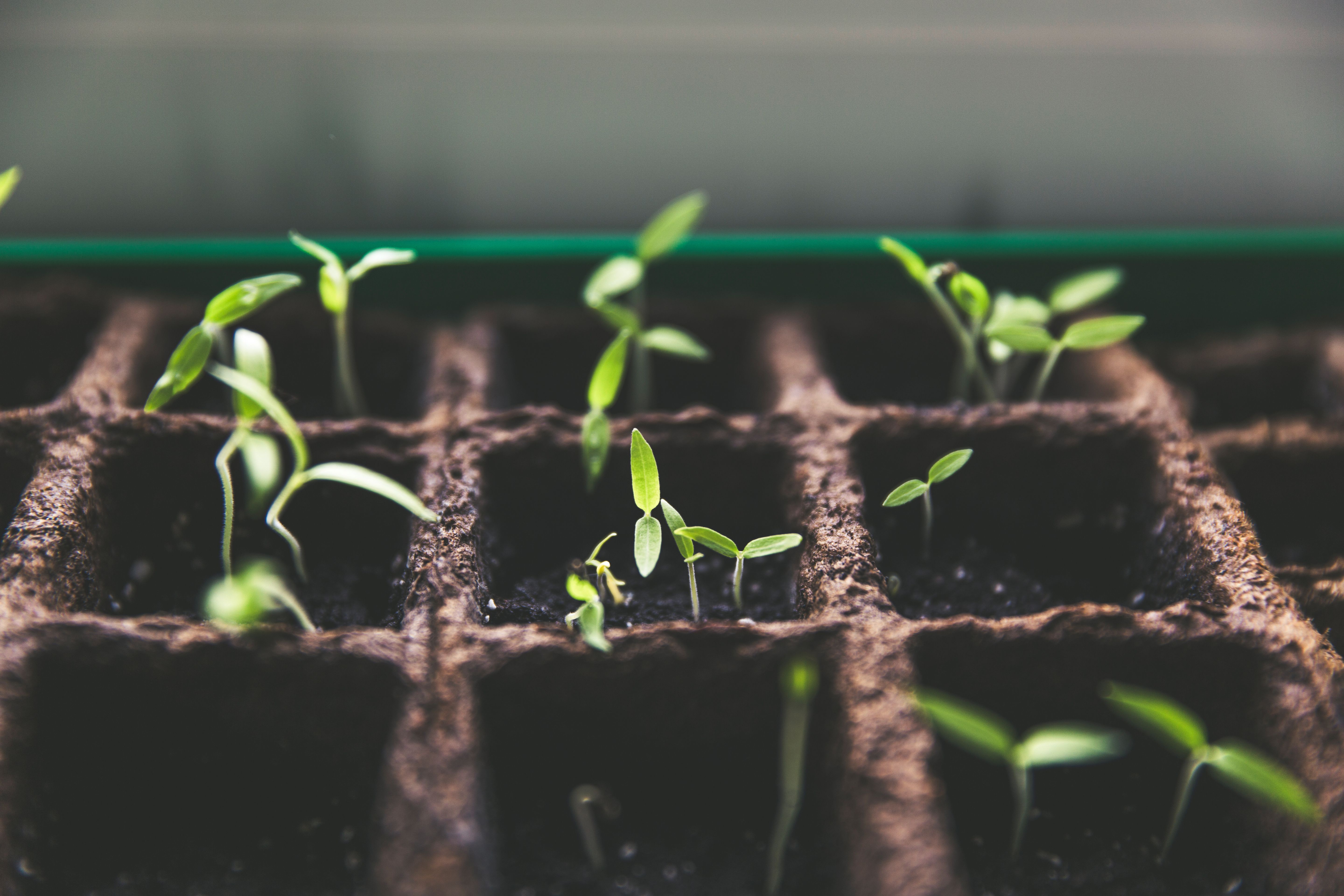 Seedling Stage Checklist for Indoor Growers