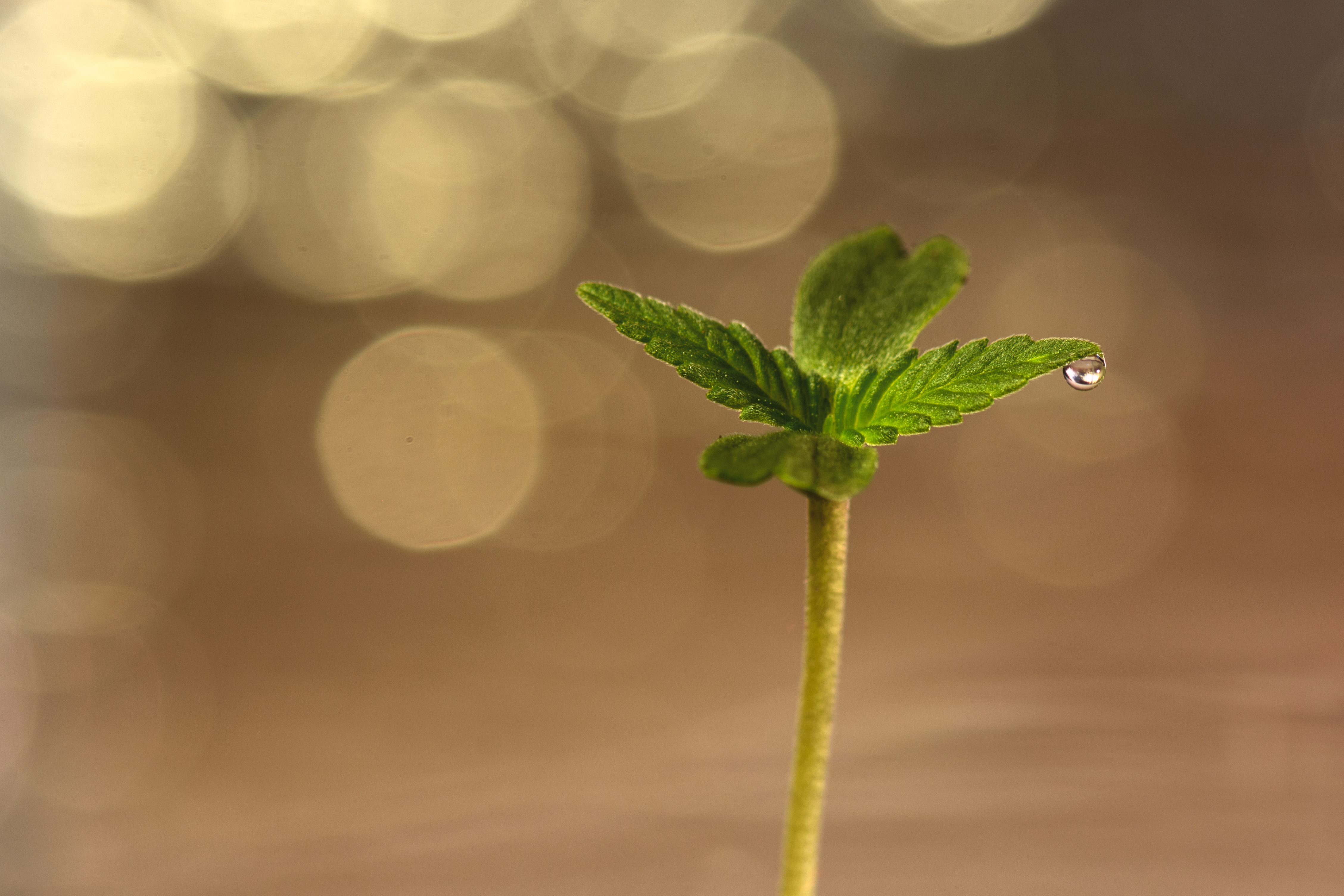 How Often Should You Water Cannabis Plants?